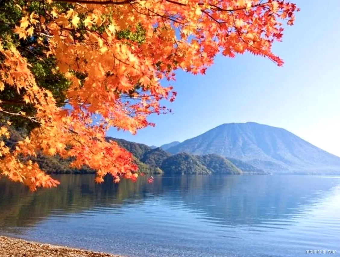 Aokigahara forest growing over Mount Fuji's ancient lava flows